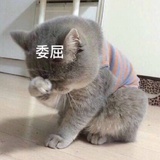 幺蛾子