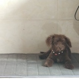 阿狗阿猫