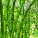 好运来