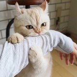 Anne