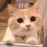 叽叽咕咕猪猪