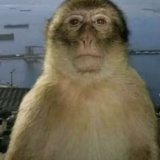 如果鱿鱼是一种