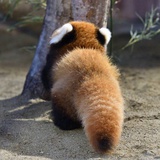 忽如远行客