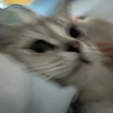 卡卡西