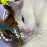 neko八戒