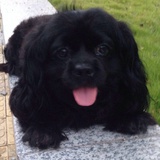 Jellydog
