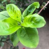 A-xian