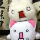 用户猫