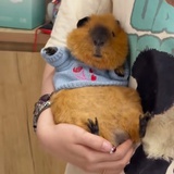 麦香鱼