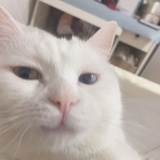 村上的猫