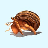 默默鱿鱼