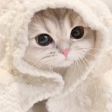 语无伦茨