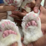爱猫猫