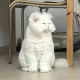 达达尼昂