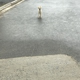 敏敏