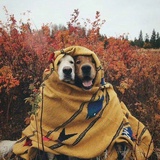 狗丛贼帅
