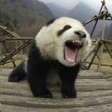 张大熊猫