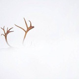 dear deer