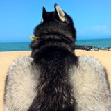 傻乎乎的史莱克