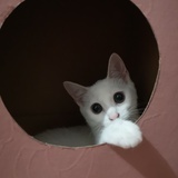 懿猫