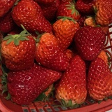 草莓仙子