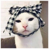 肉松小贝