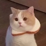 避风塘在逃炒蟹