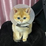 螃蟹炒年糕