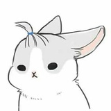 喵兔子🐰