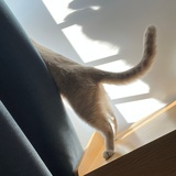 盼盼
