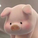 老猪今天不吃饭
