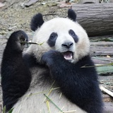 小狗乖乖