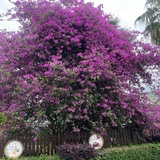 mengmeng