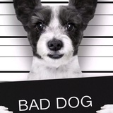 Baddog