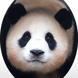 吱吱
