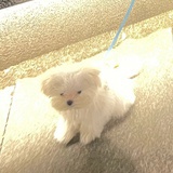 美丽小申