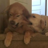 吾飒