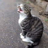 苍耳