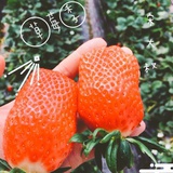 波波陈