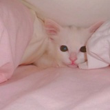 littlestar