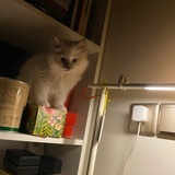 言葉