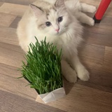想做下巴的小肥