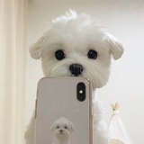 天使狗勾