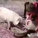 AAA小武