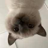 喜多萌
