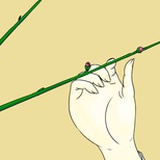 长安薯