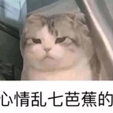 玫瑰