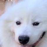 巧克力