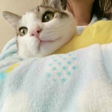 LINA_H97