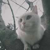 金绿茶